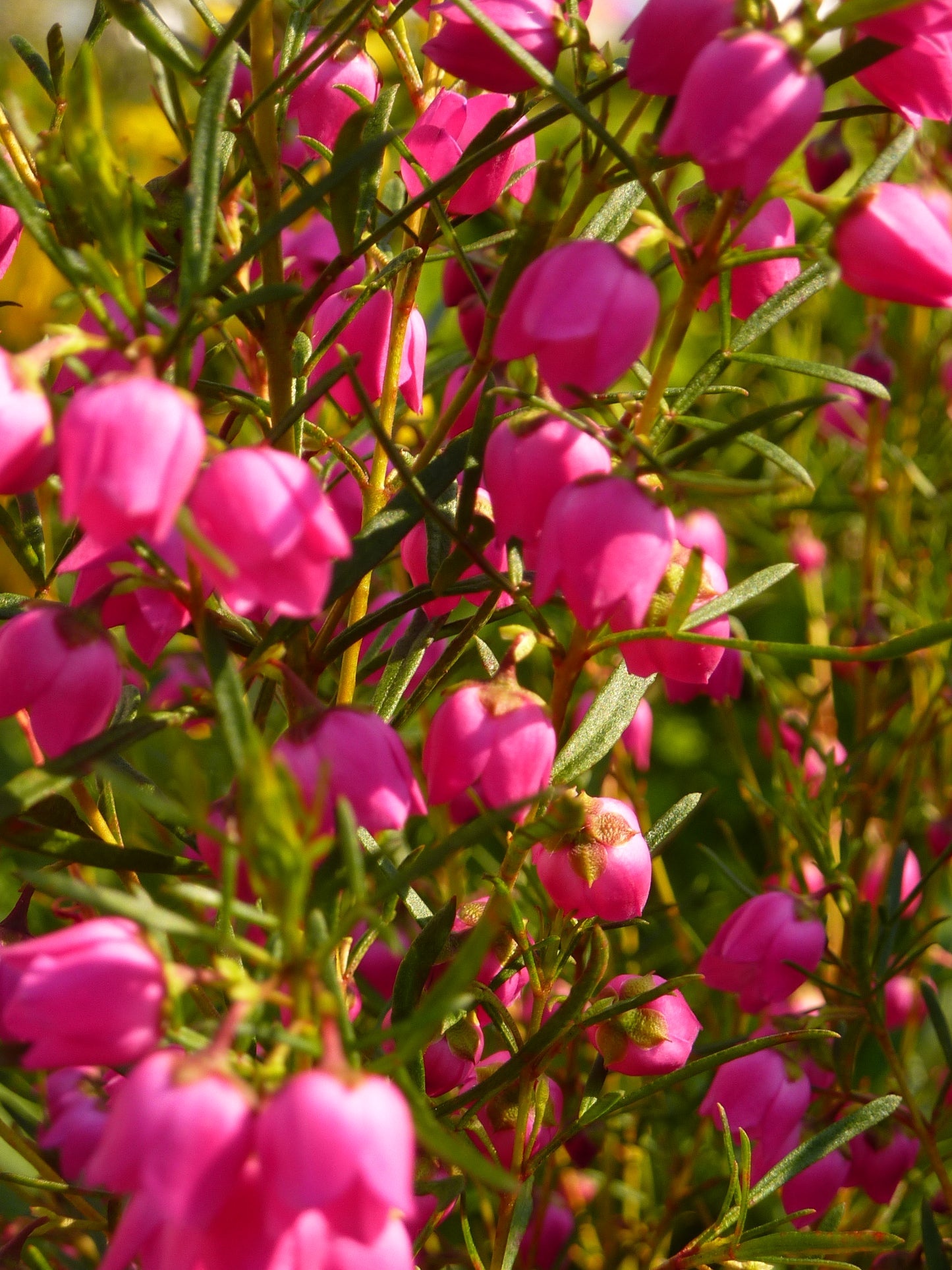 Boronia Heterophylla