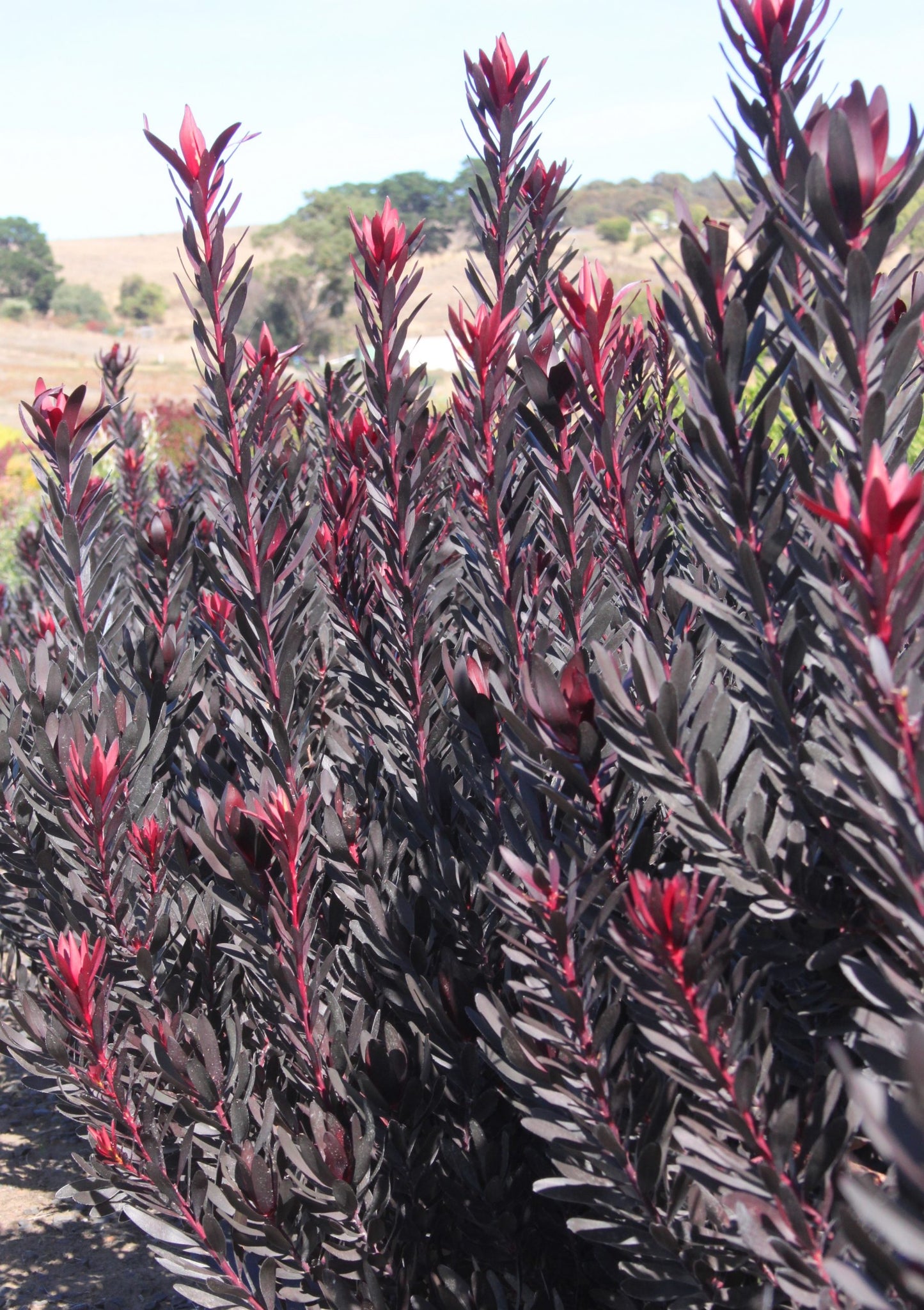 Leucadendron Burgundy Sunset