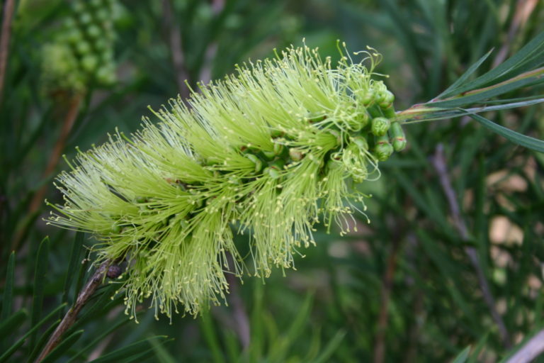 Callistemon viminalis Green