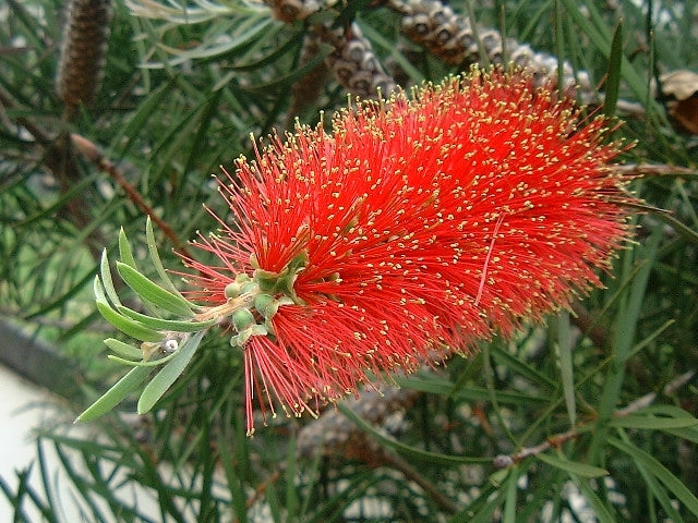 Callistemon Mini Red
