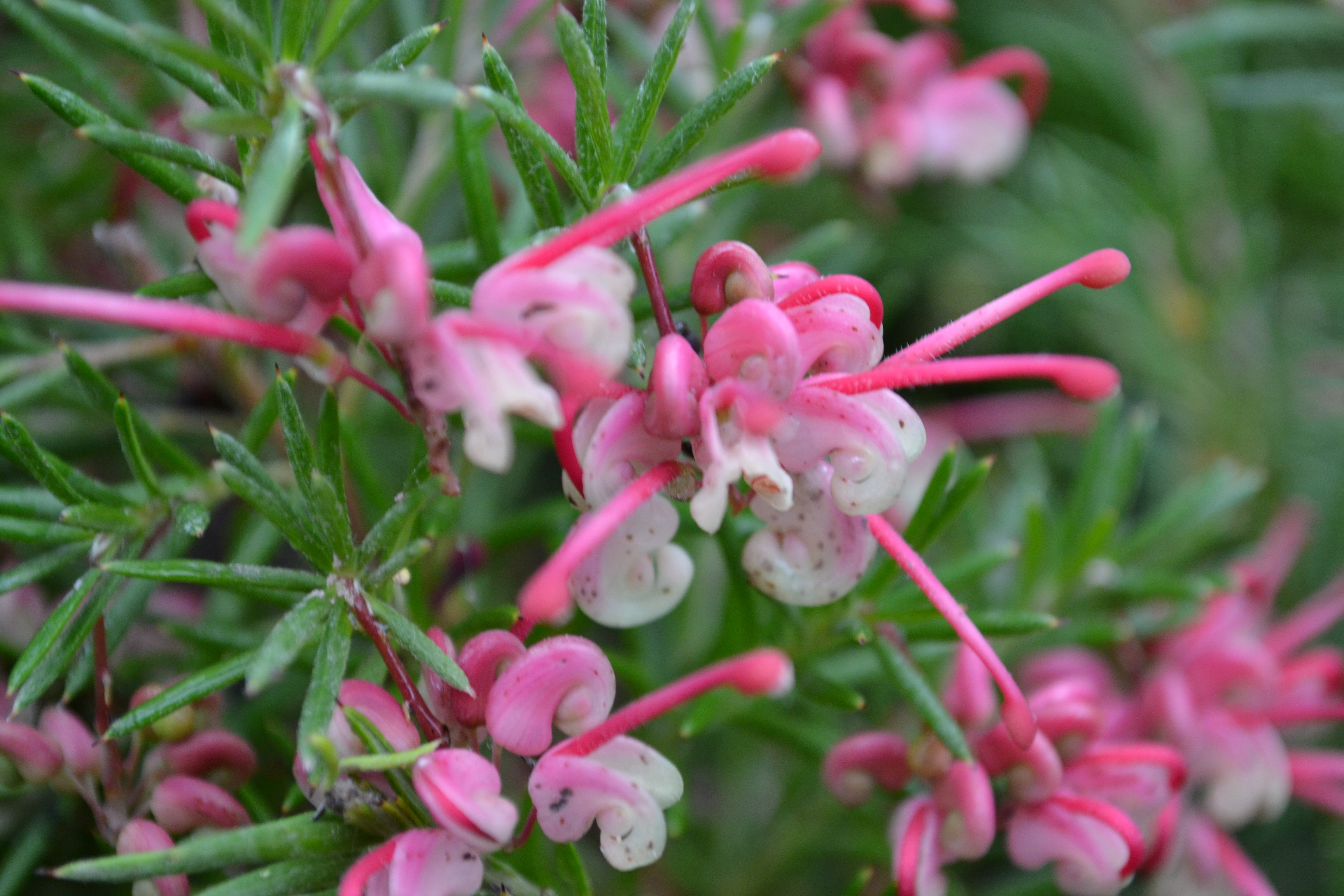 Callistemon 'Masotti Mini Red