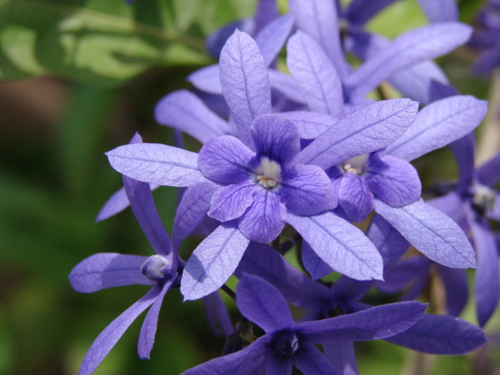 Petrea Volubilis purple/queens wreath