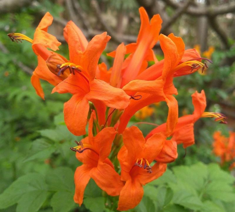 Tecoma capensis red form