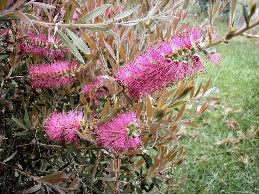 Callistemon Rose Opal / Glow