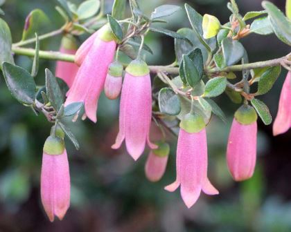 Correa Pink Mist