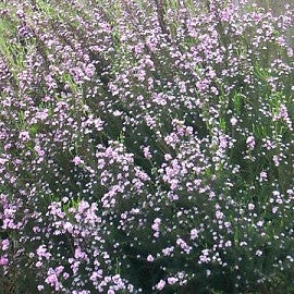 Diosma Pink Fountain.