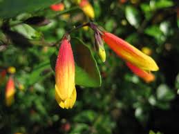 Justica,Jacabina pauciflora .
