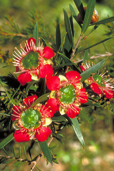 Leptospermum karo Spectro Bay