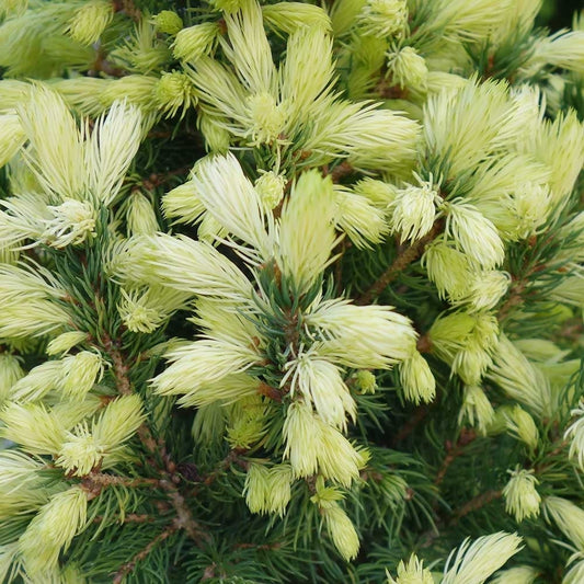 Picea J.W.Daisy's White .White Spruce