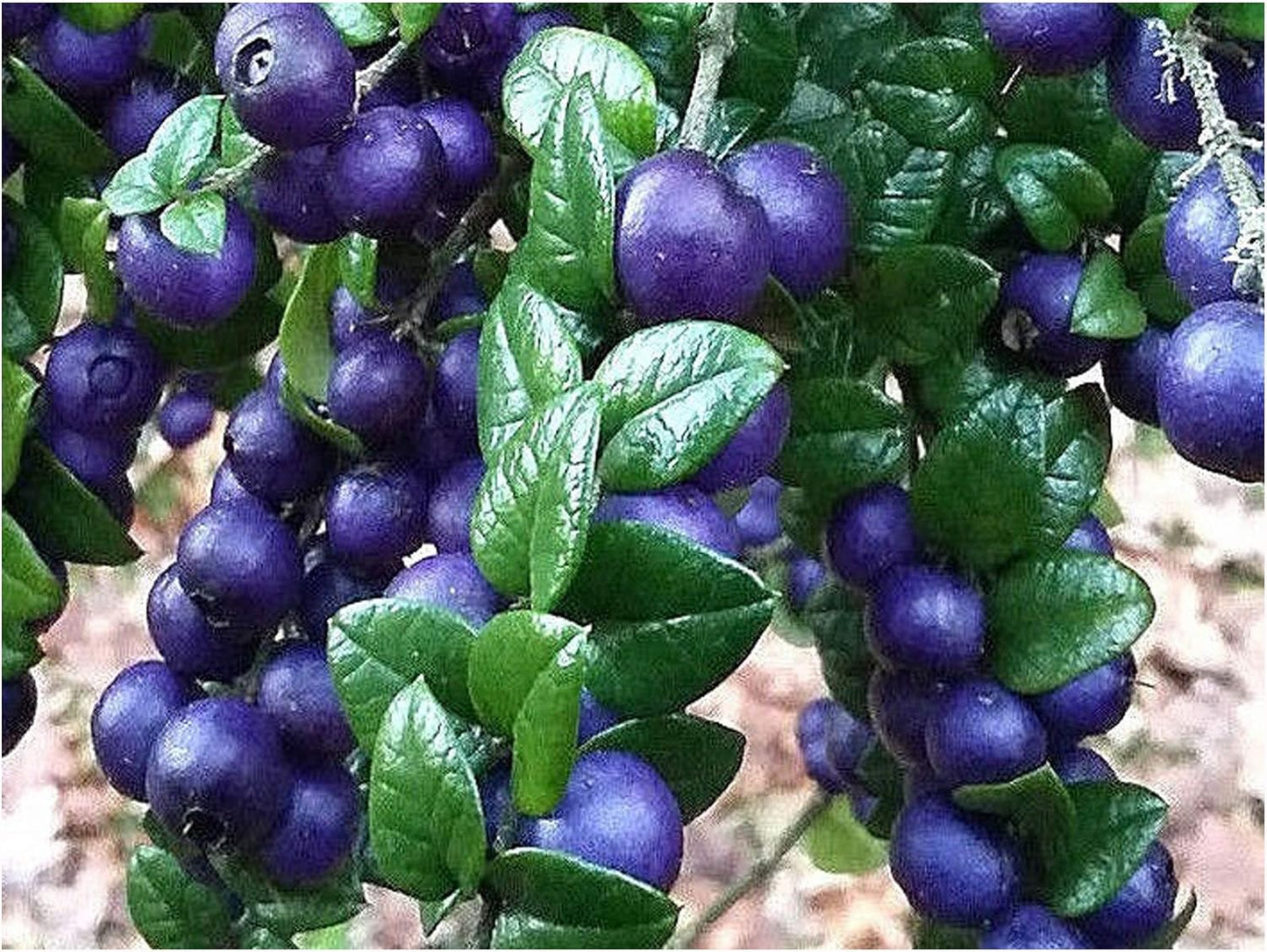 Rhaphithamnus