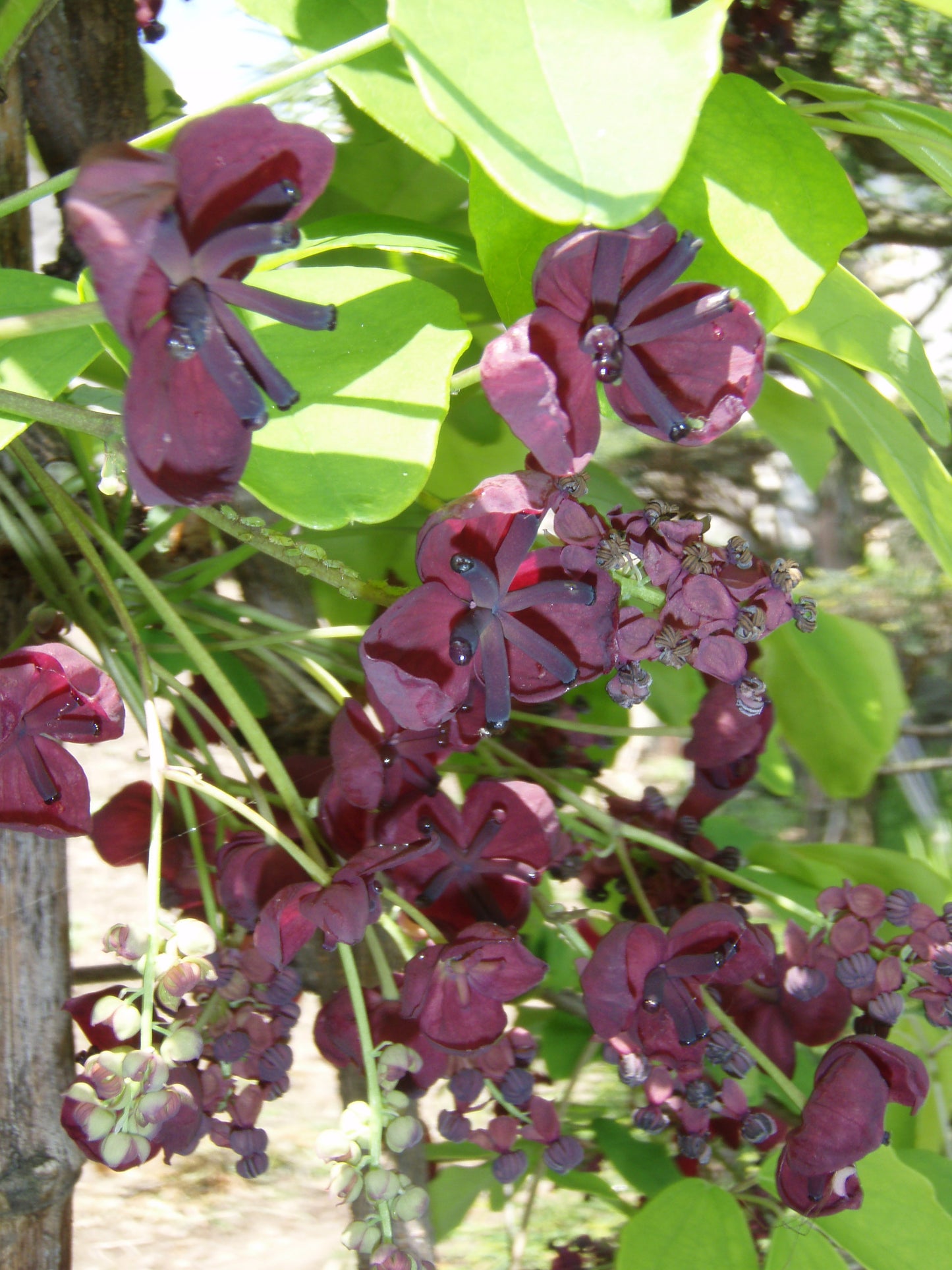 Akebia Quintata