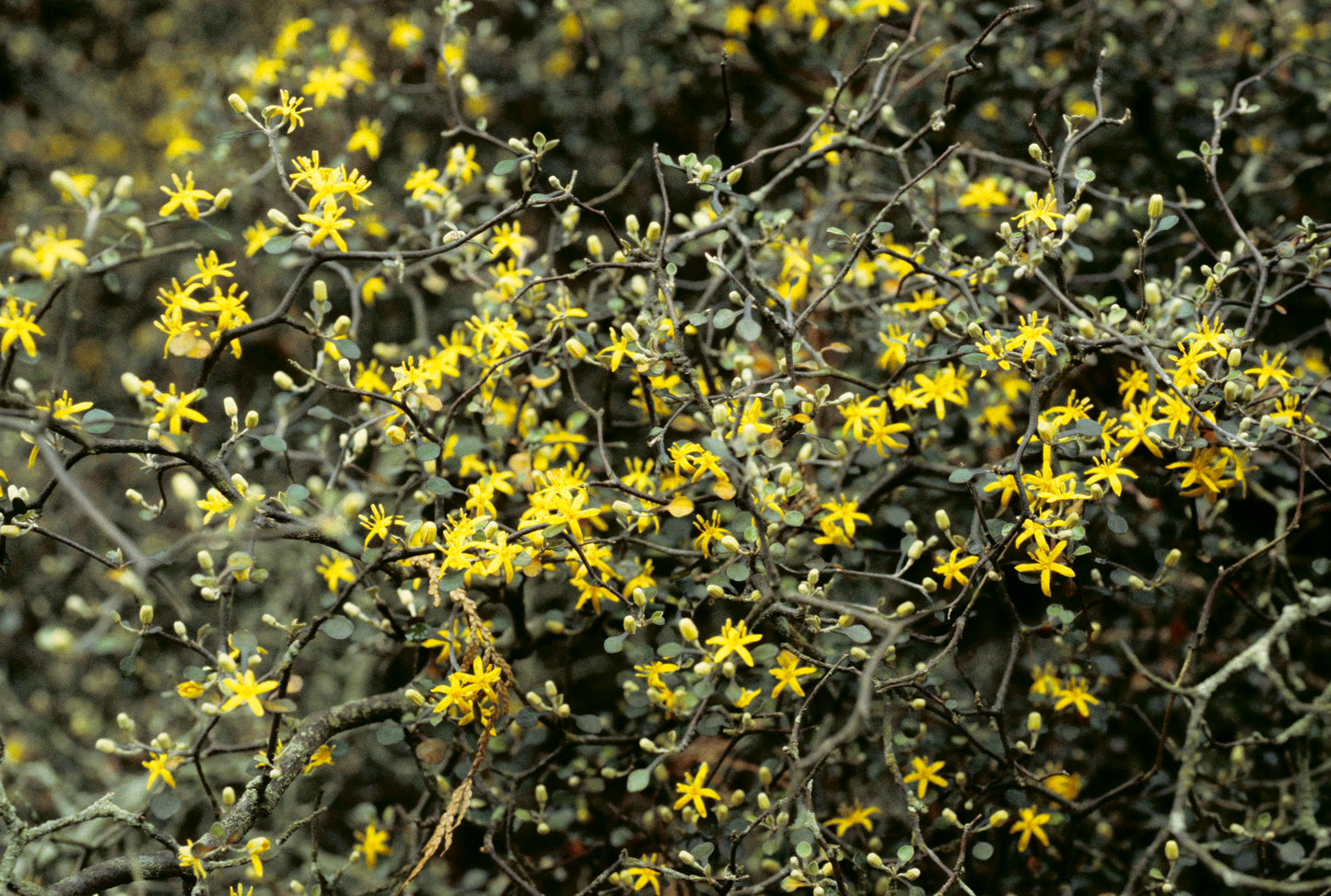 Corokia Cotoneaster