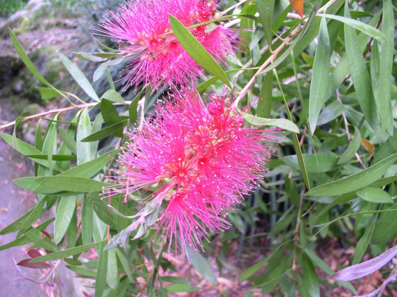 Callistemon Hot Pink