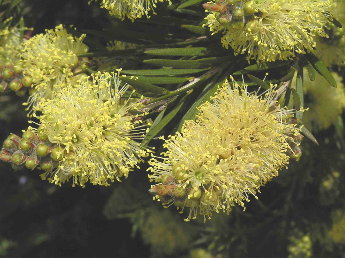 Callistemon Pityoides