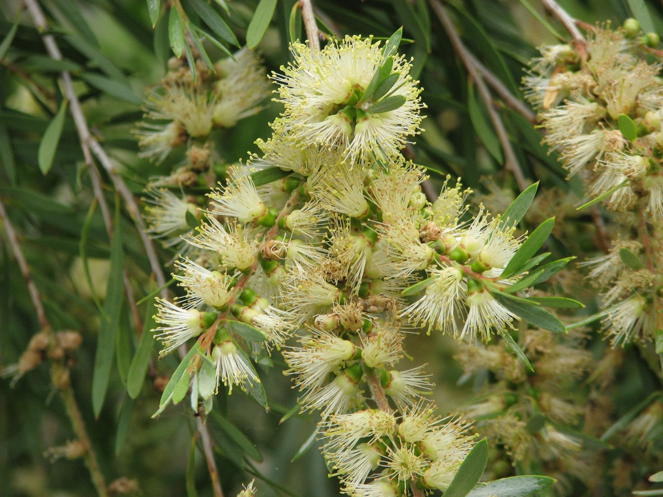 Callistemon Sieberi