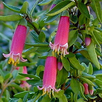 Correa Dusky Bells