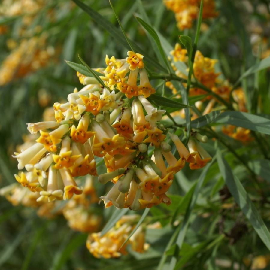 Freylinia Lanceolata