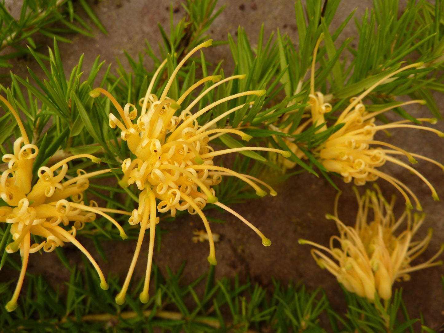 Grevillea Sulphurea