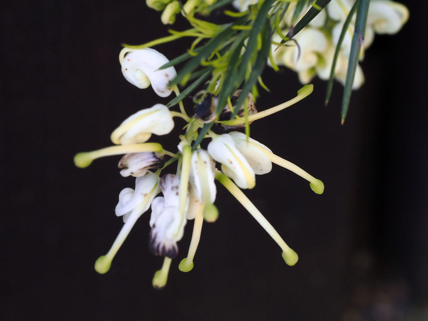 Grevillea Jean O'neil