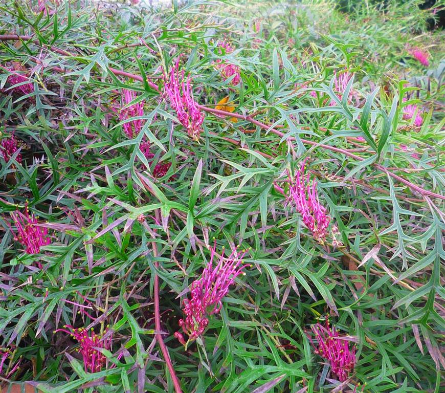 Grevillea Bronze Rambler