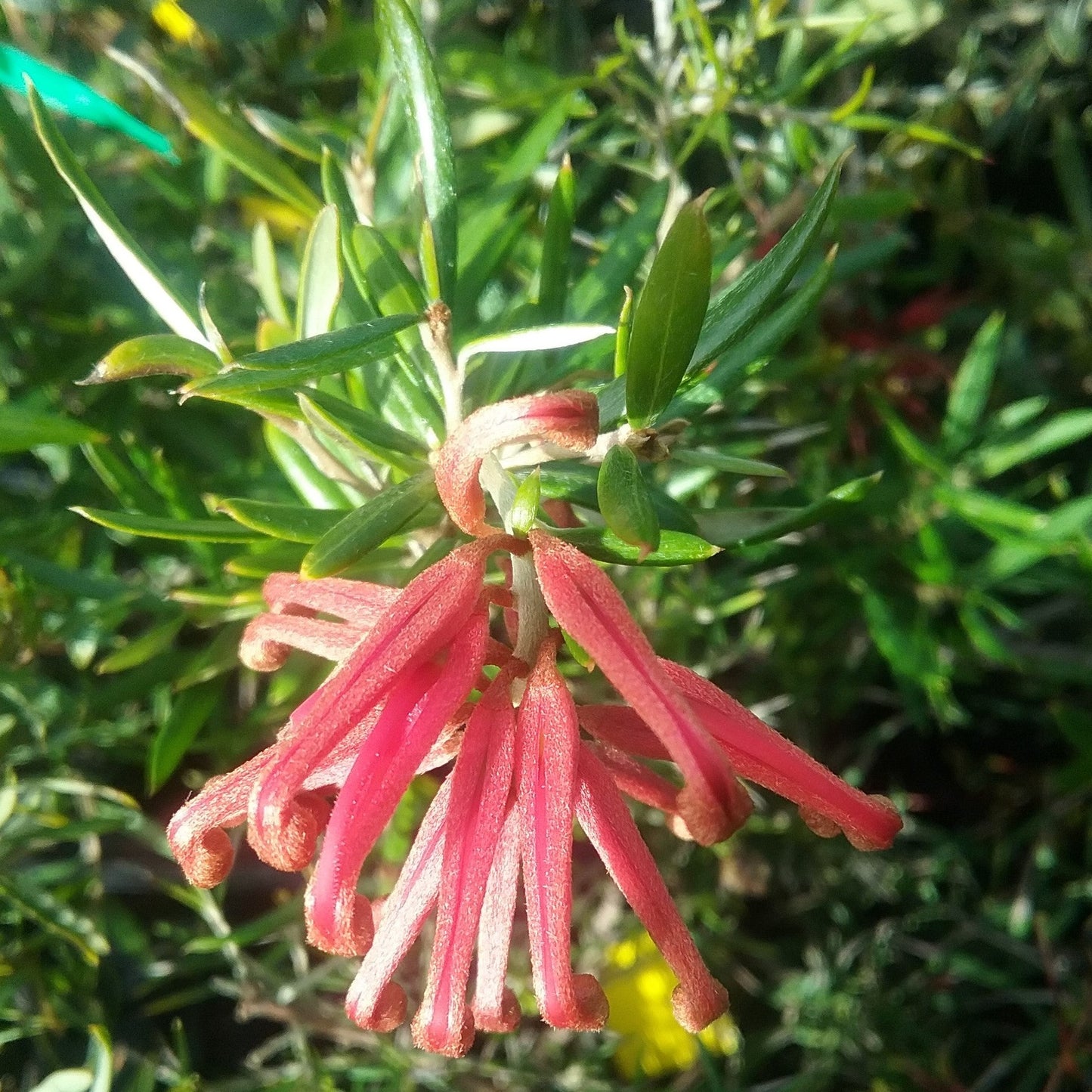 Grevillea Poorinda Constance