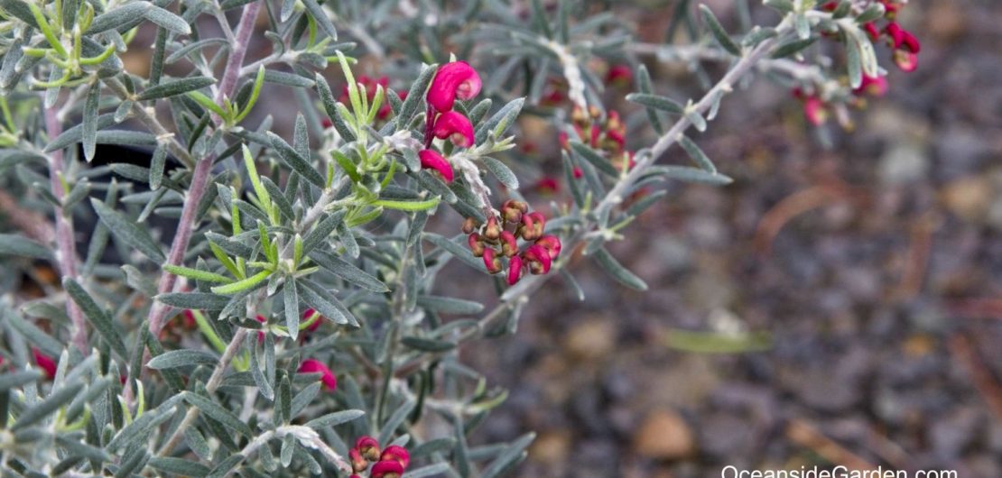 Grevillea Penola Form