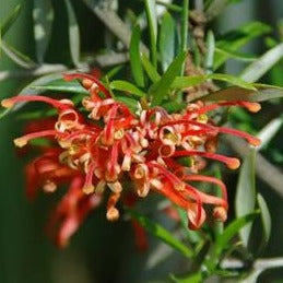 Grevillea Willsonii