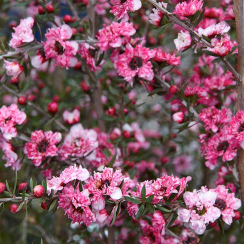 Leptospermum scoparium Coral Candy