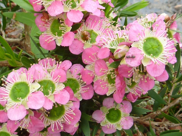 Leptospermum karo Pearl Star