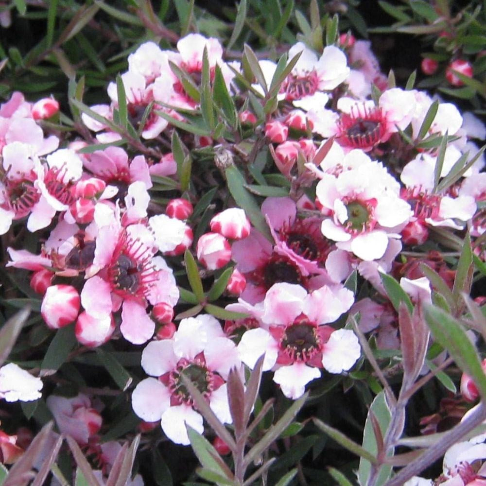 Leptospermum scoparium Martinii