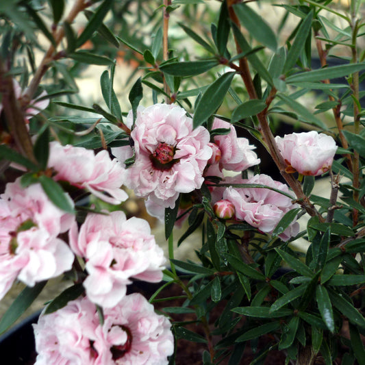 Leptospermum  scoparium Apple Blossom