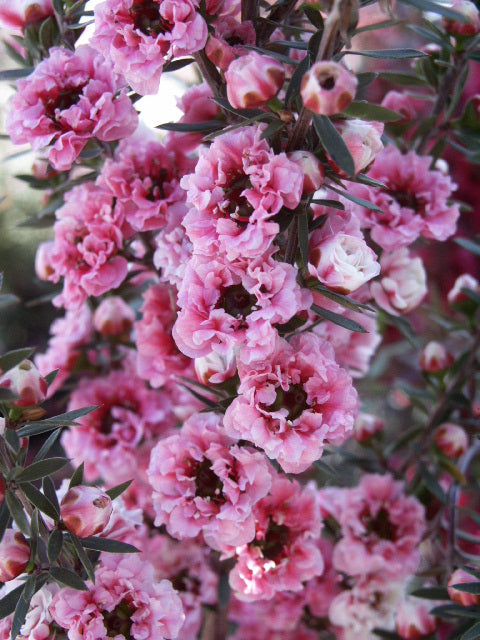Leptospermum scoparium Adrianne
