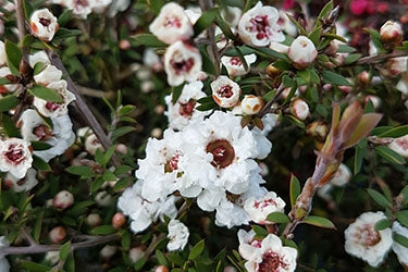 Leptospermum scoparium Wiri Linda