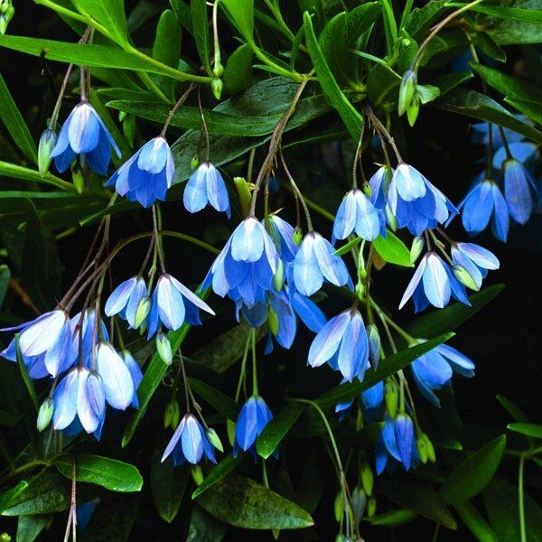 Sollya hetrophylla
