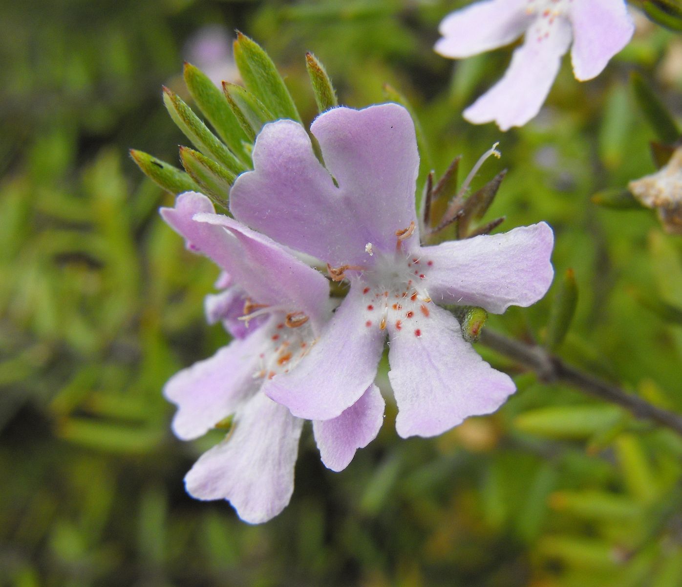 Westringia Wynyabbie