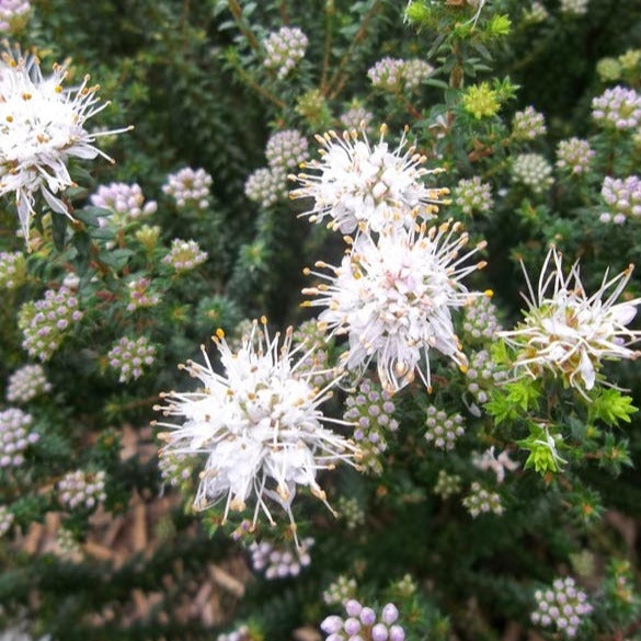 Agathosma capensis
