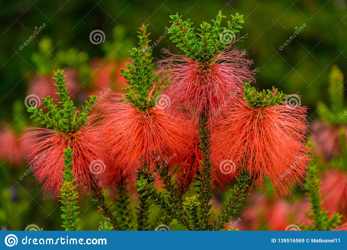 Beaufortia Squarrea
