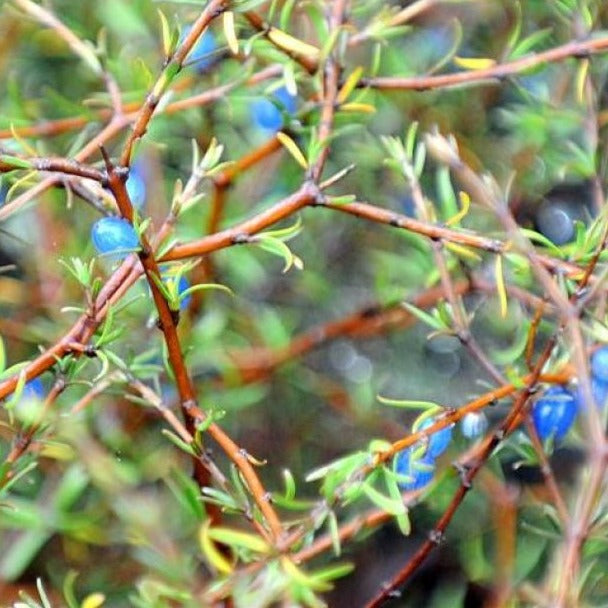 Coprosma Brunnea