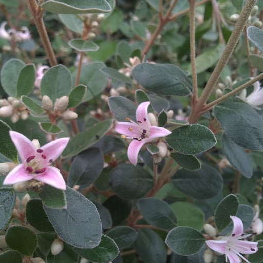 Correa Alba Pinky