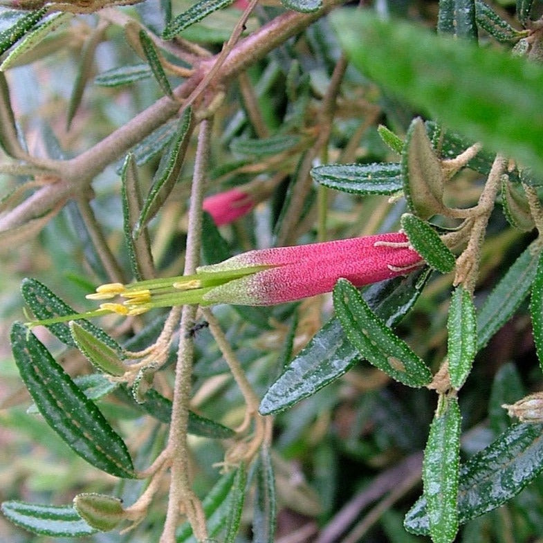 Correa Decumbens