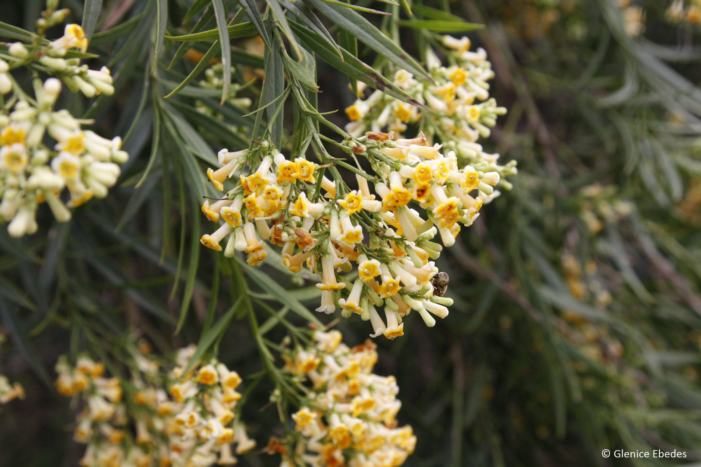 Freylinia Lanceolata
