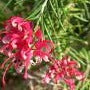 Grevillea Rosea