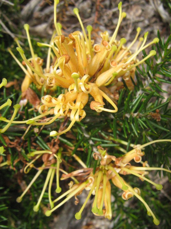 Grevillea Aurea