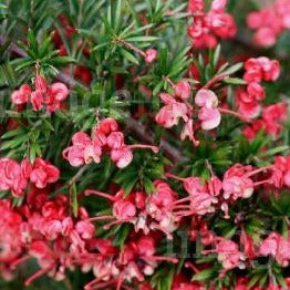 Grevillea Priors Form