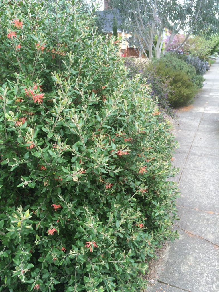 Grevillea Moroko