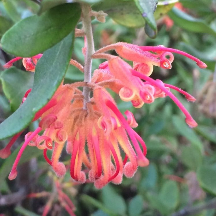 Grevillea Moroko