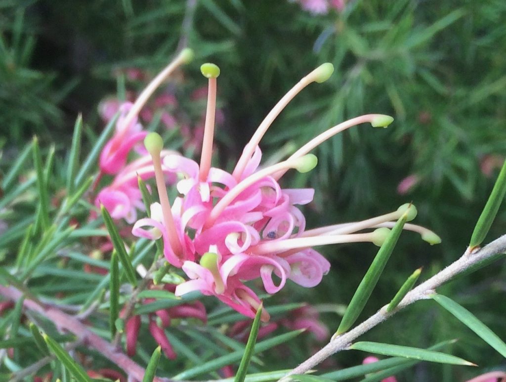 Grevillea Pink Lady