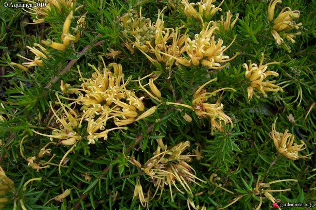 Grevillea Prostrata