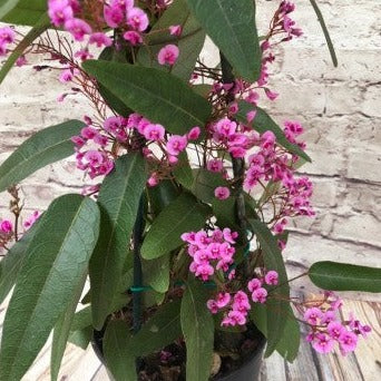 Hardenbergia Candy Wrapper