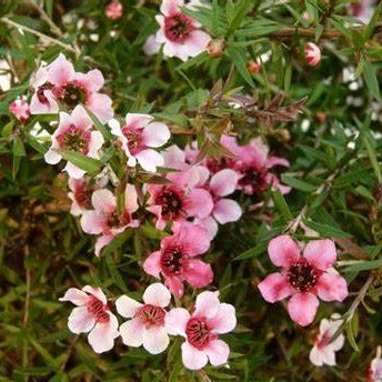 Leptospermum  scoparium Pink Cascade